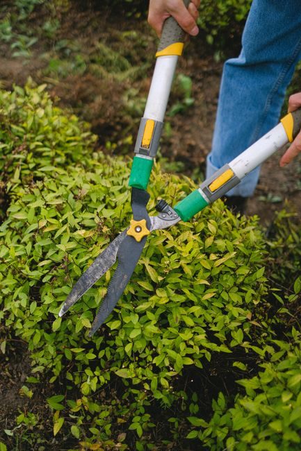 Taille d'un arbuste au sécateur dans les extérieurs d'une résidence